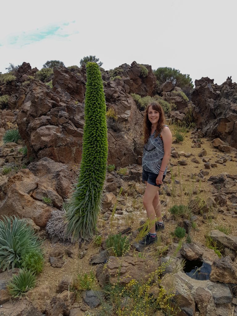 El Teide plant