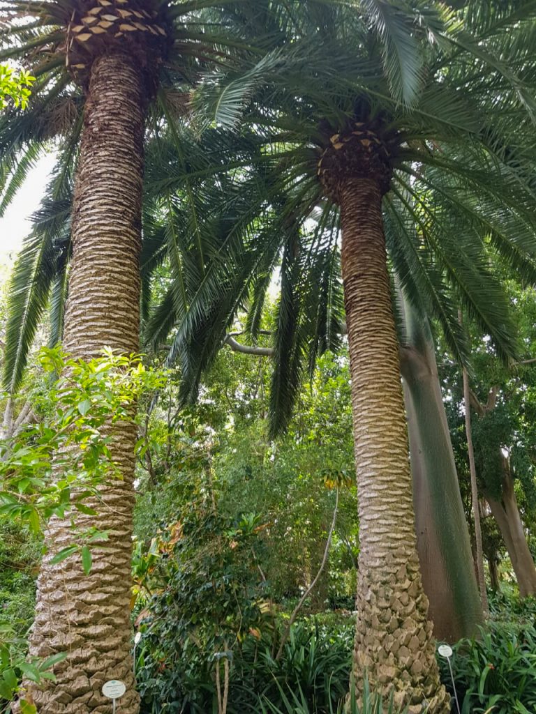 Botanische tuin Palmbomen