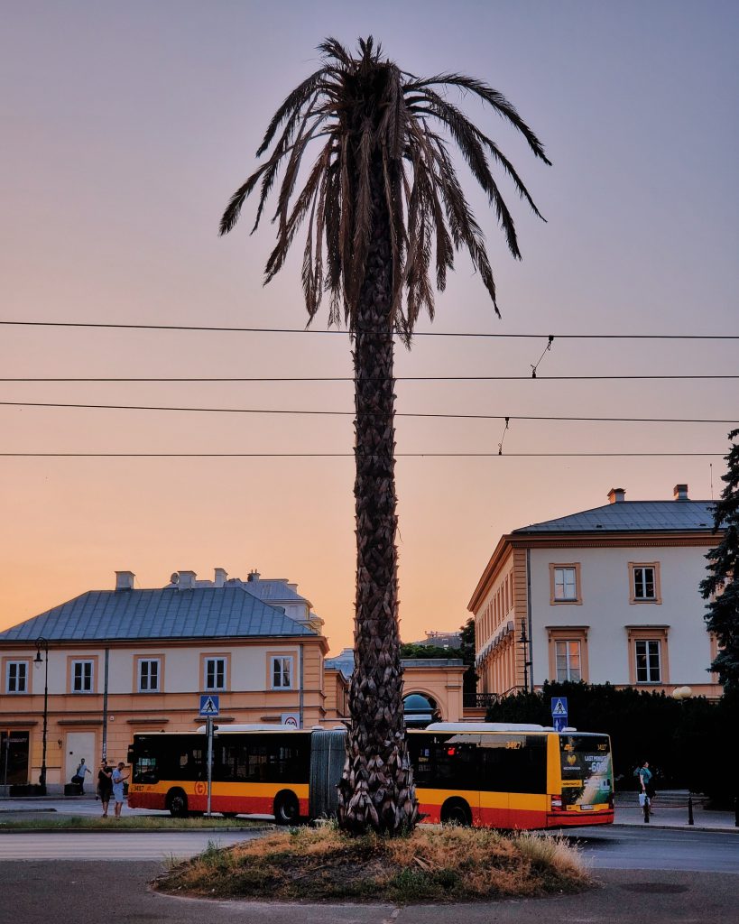Palmboom in Warschau